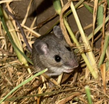 mice exterminators cleveland